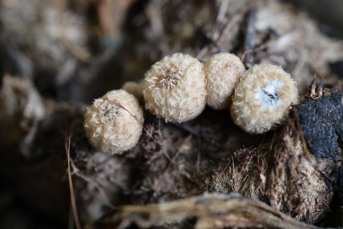 bird's nest fungi