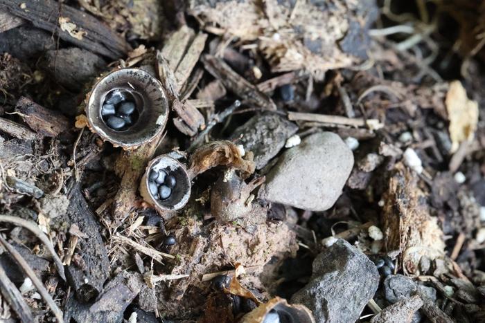 bird's nest fungi