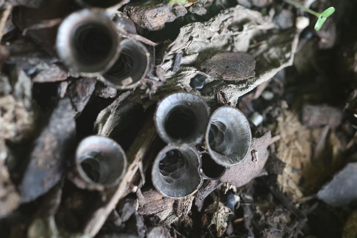 bird's nest fungi