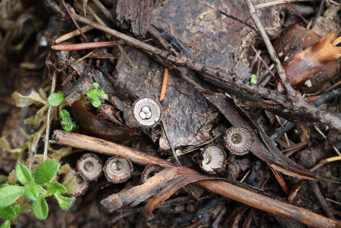 bird's nest fungi