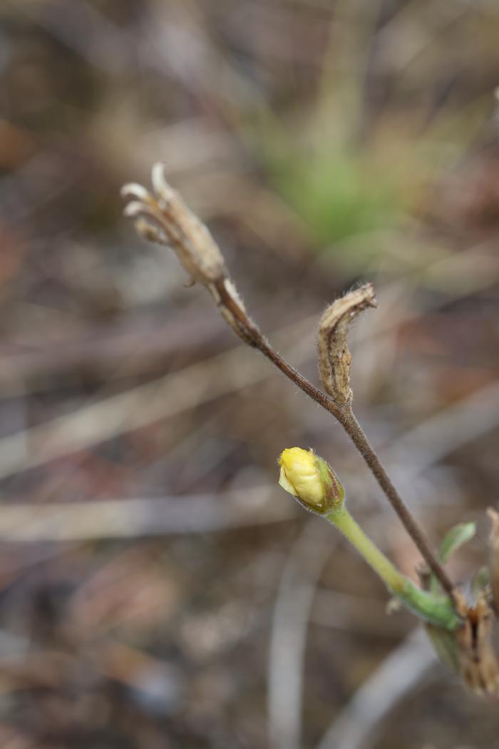 Hairy evening primrose (Oenothera villosa) flower bud