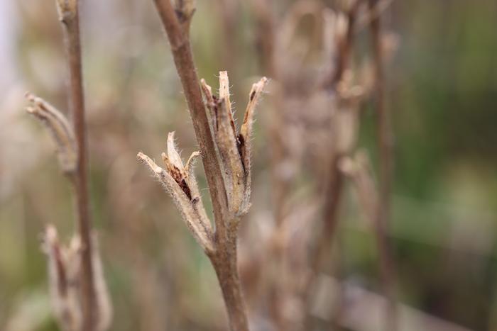 Hairy evening primrose (Oenothera villosa) seed capsule