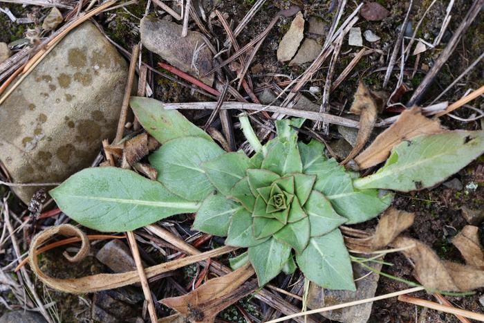 Hairy evening primrose (Oenothera villosa) basal rosette