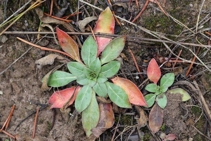 Hairy evening primrose (Oenothera villosa) basal rosette