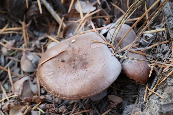 Mushroom with white spores