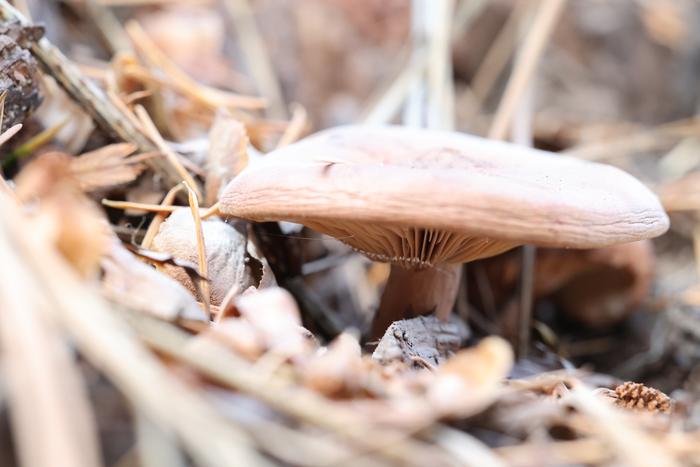 Mushroom with white spores