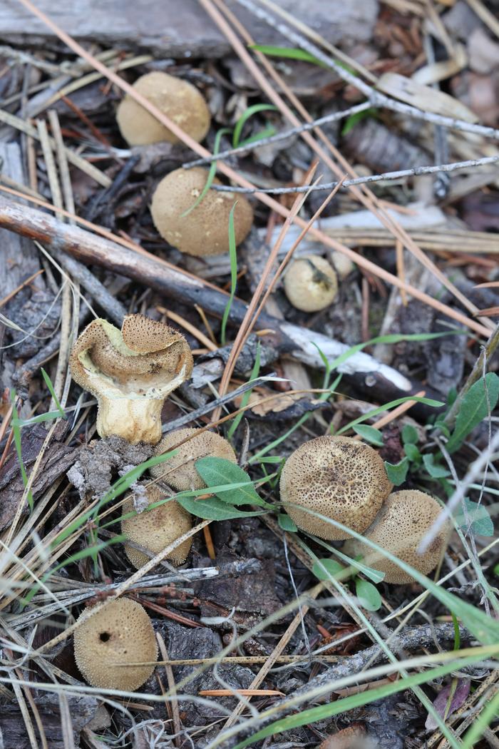 puffballs