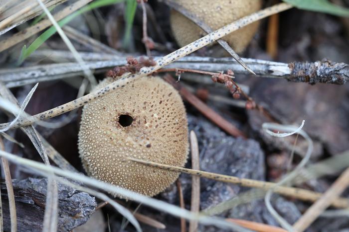 puffball