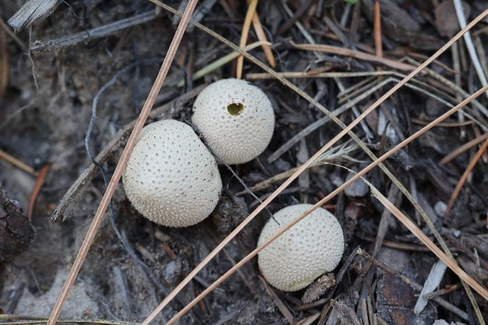 puffballs