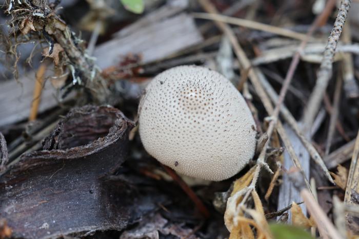 puffball