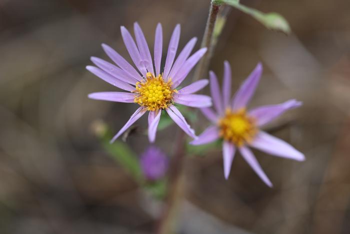 Aster in Symphyotrichum genus?