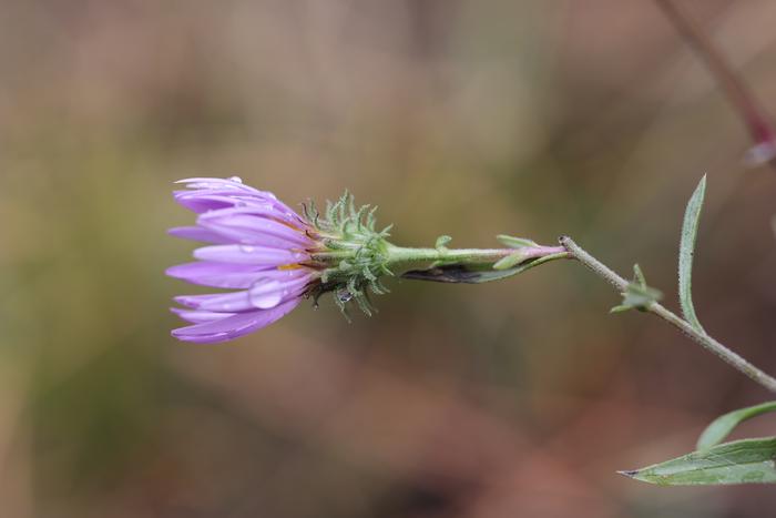 Aster in Symphyotrichum genus?