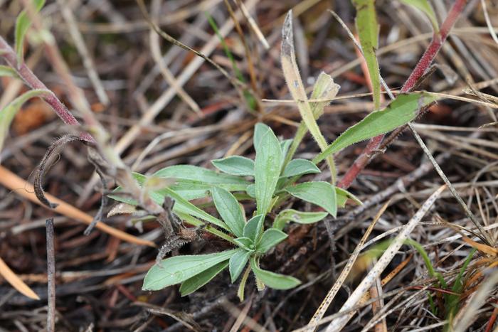 Basal leaves of aster in Symphyotrichum genus?