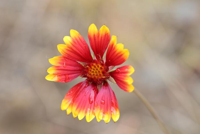 Blanket flower (Gaillardia pulchella)