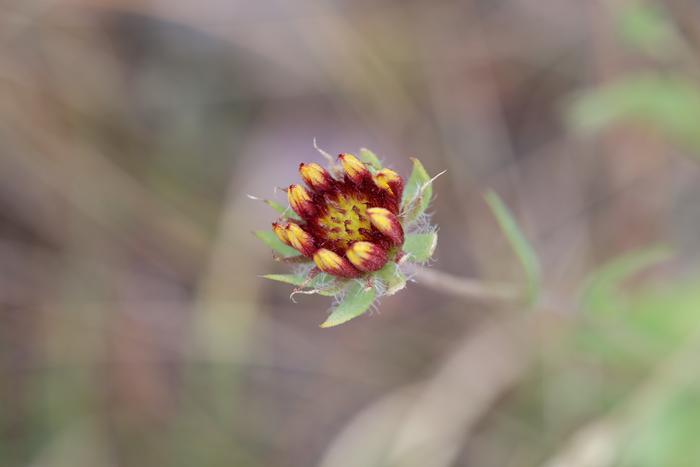 Blanket flower (Gaillardia pulchella) bud