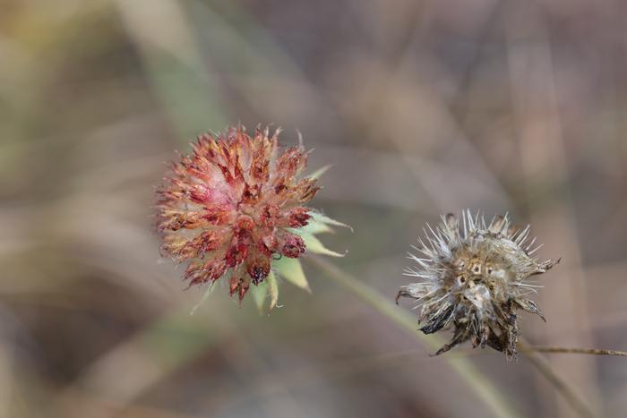 Blanket flower (Gaillardia pulchella) seedhead