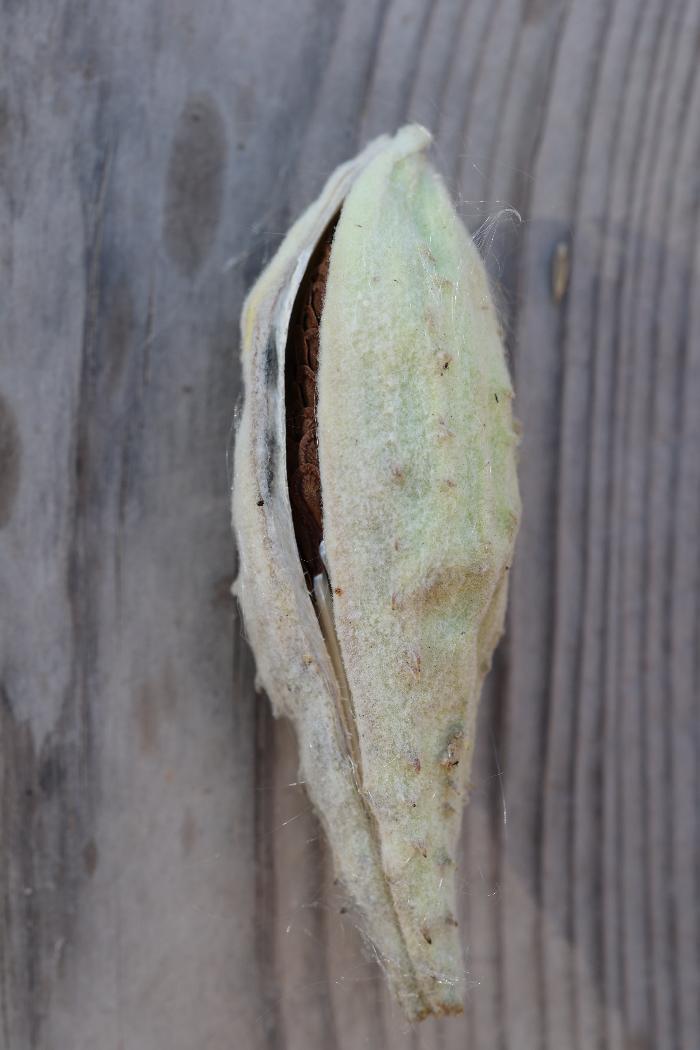 Milkweed seedpod