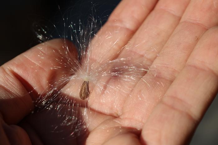 Milkweed seed with fluff