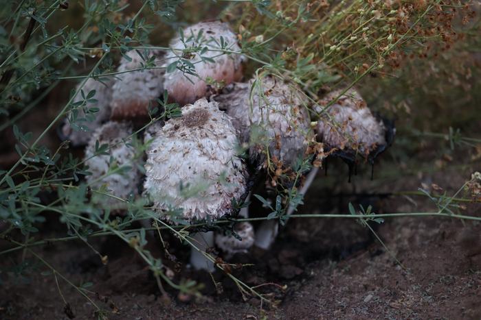 Shaggy Mane Mushrooms