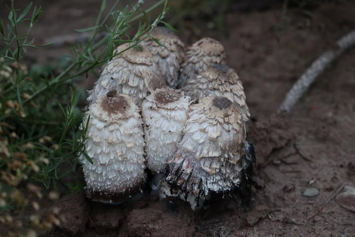 Shaggy Mane Mushrooms