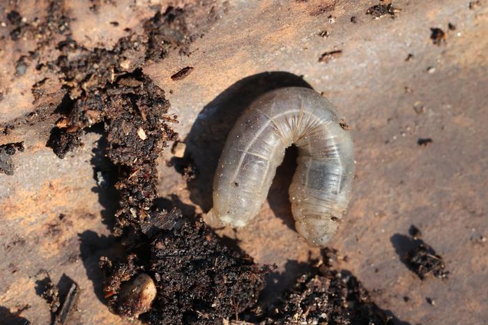 Grub from compost