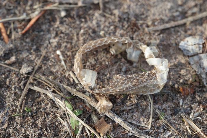 Shed snakeskin