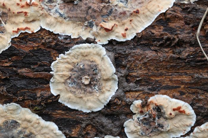 Fungus on Douglas fir log