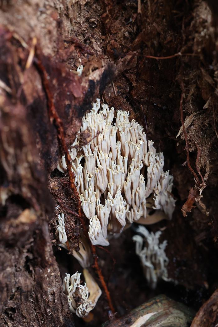 Coral fungus