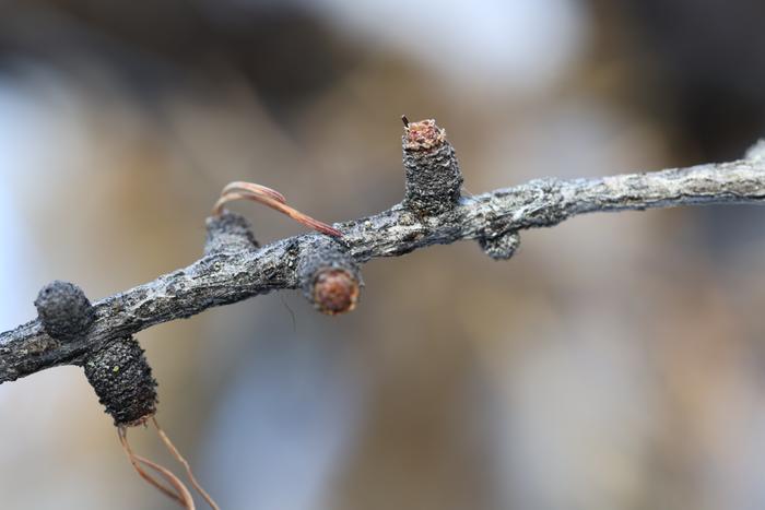 Western larch (Larix occidentalis) branch