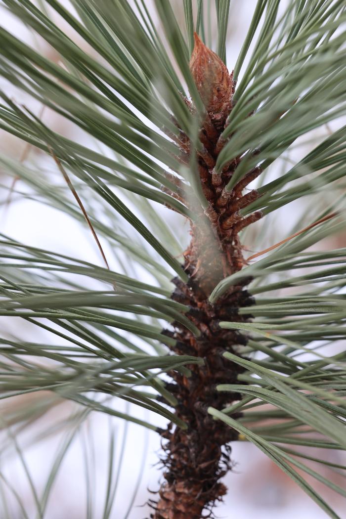 Ponderosa pine (Pinus ponderosa) branch tip