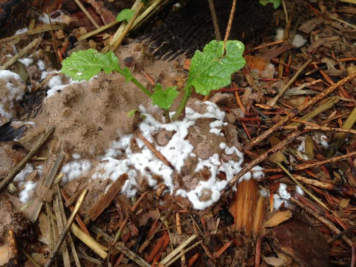 white slime mold