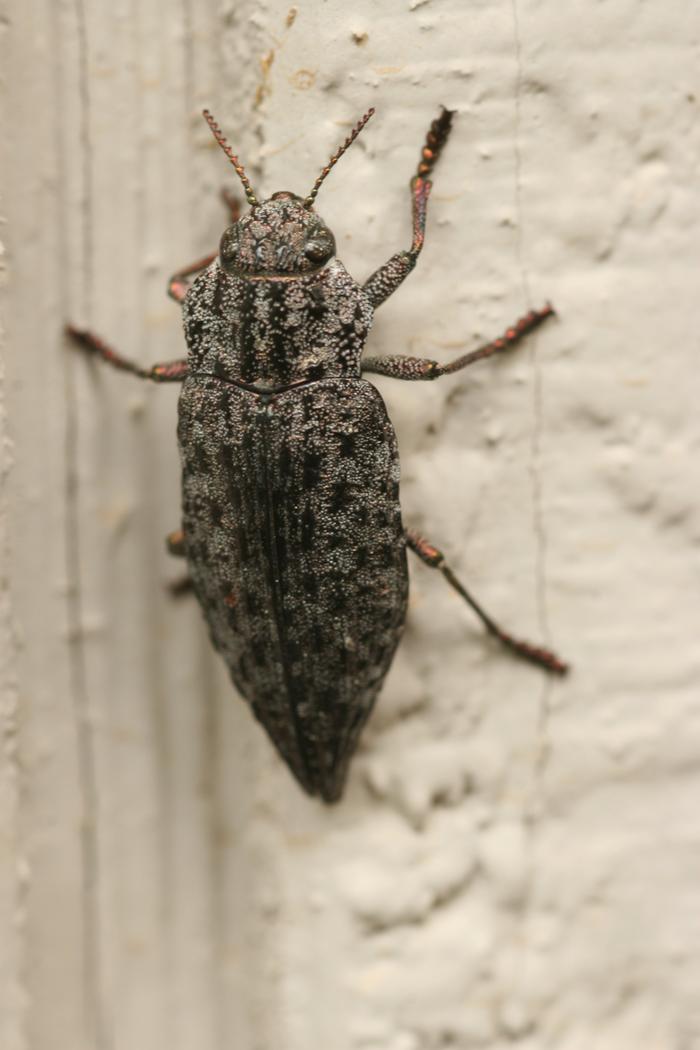 Western Sculptured Pine Borer (Chalcophora angulicollis)