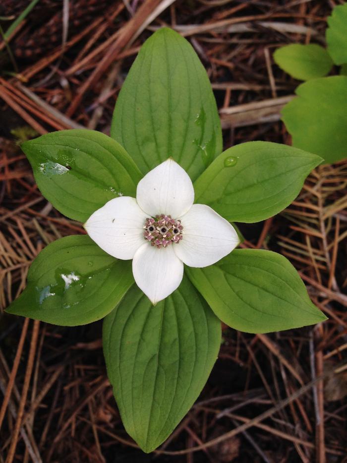 Bunchberry (Cornus canadensis)