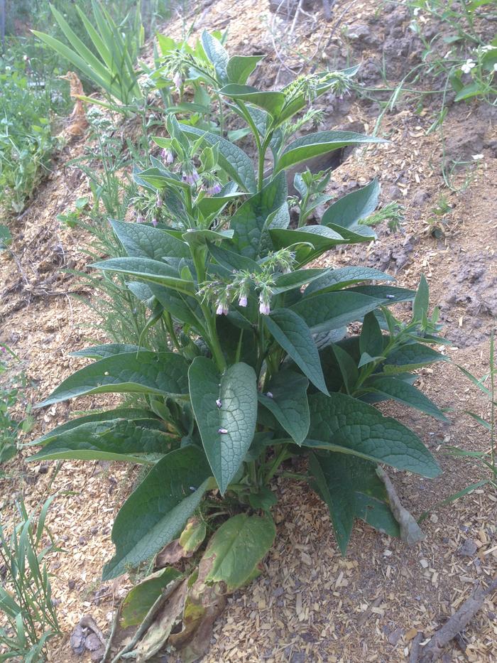 full plant