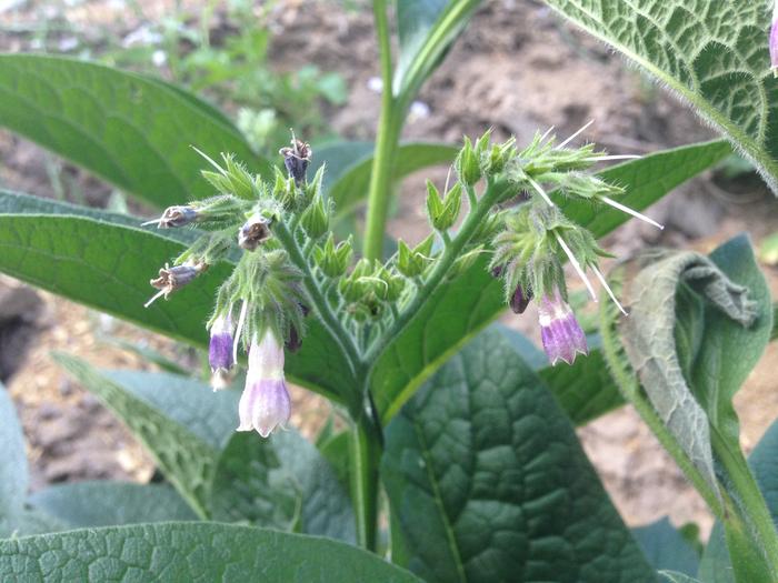 expanding flower cluster
