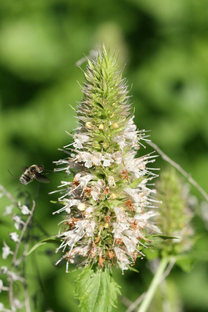 Black tailed bee fly (Bombylius major) on Nettleleaf horsemint (agastache urticifolia)