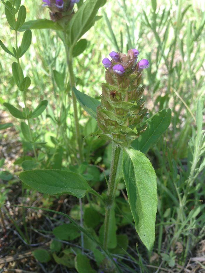 Common Self-heal (Prunella vulgaris)