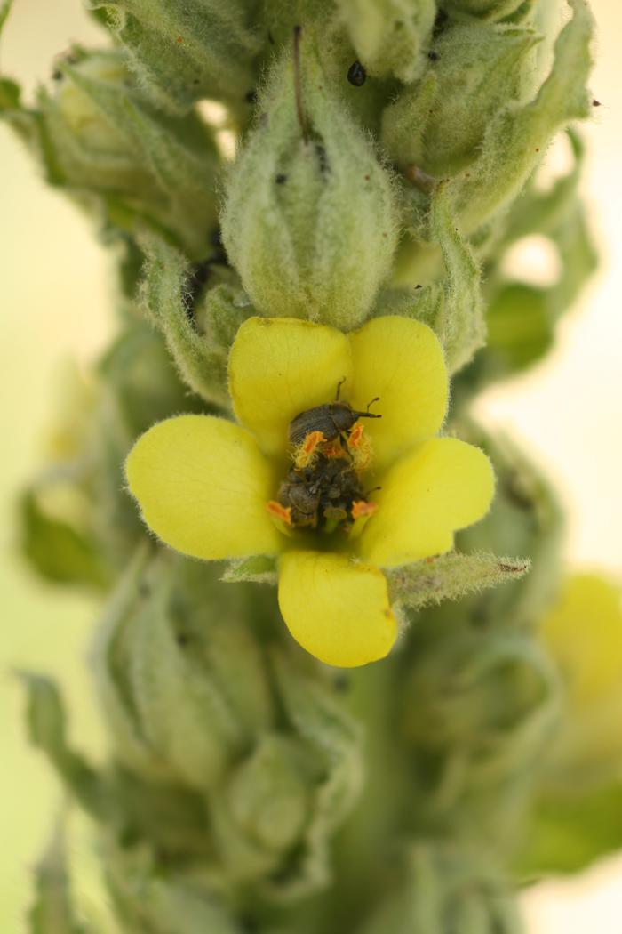 Mullein with Seed-Eating Weevils (Gymnetron tetrum)