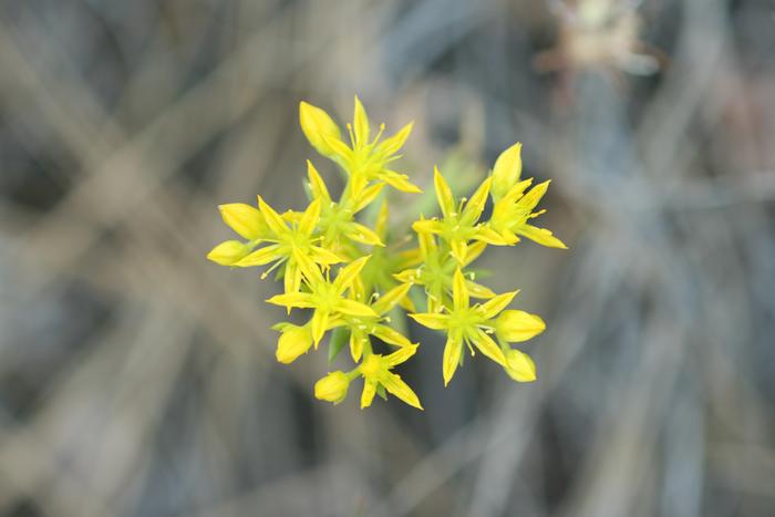 Wormleaf Stonecrop (Sedum stenopetalum) flowers