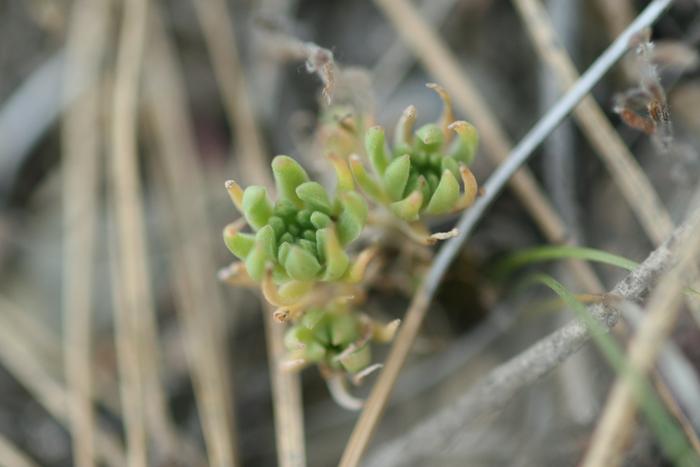 Wormleaf Stonecrop (Sedum stenopetalum) leaves