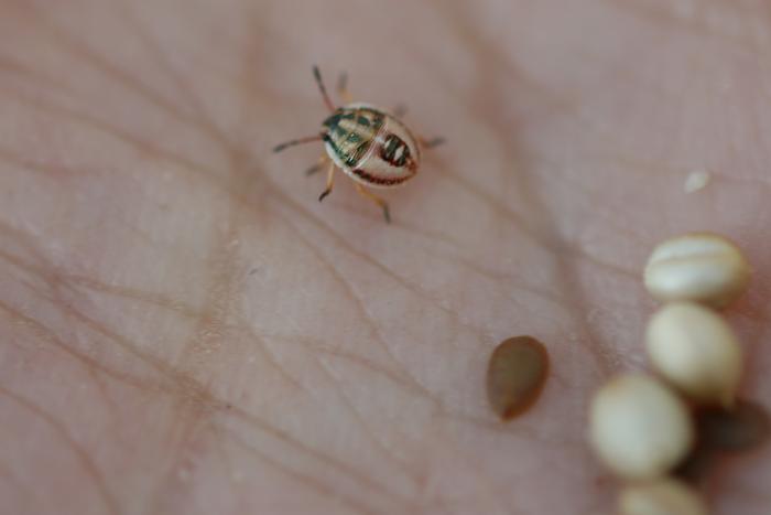 Wormleaf Stonecrop (Sedum stenopetalum) seeds