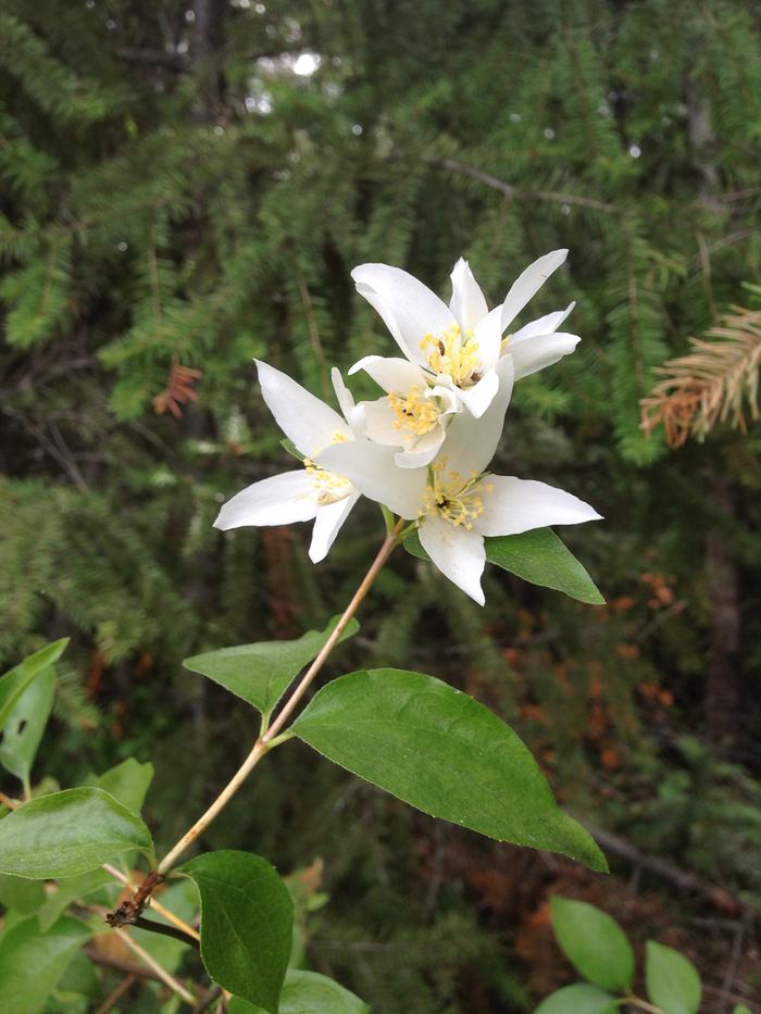 mock mock orange?