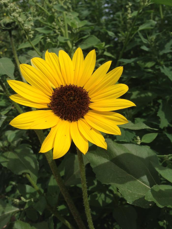 Common sunflower (Helianthus annuus)