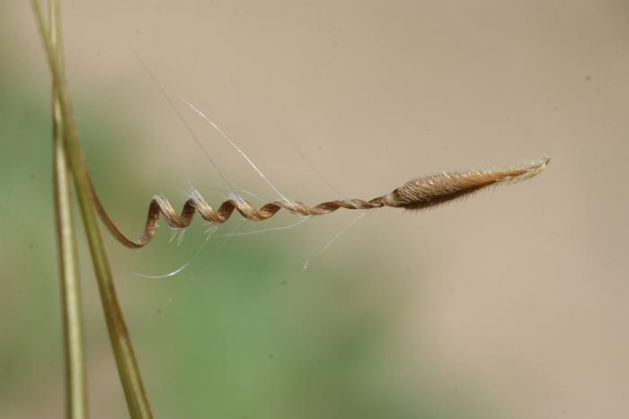 Common Storks&shy;bill seed (Erodium cicutarium)