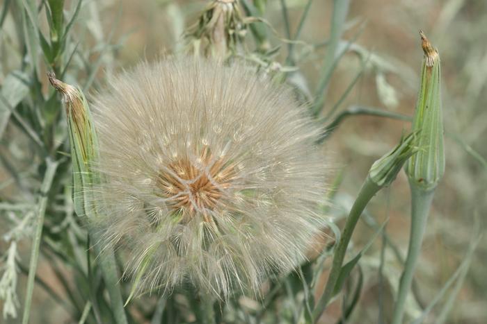 Salsify (Tragopogon dubius)