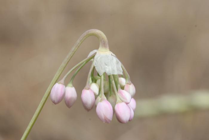 Nodding onion (Allium cernuum)
