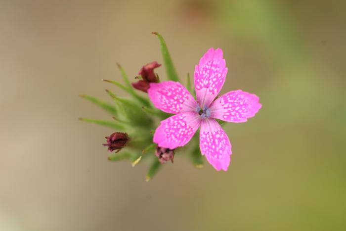 Deptford Pink (Dianthus armeria)