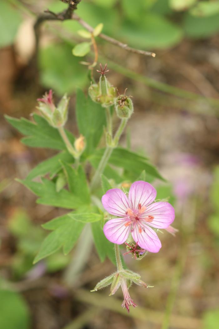 Sticky purple geranium (Geranium viscosissimum)