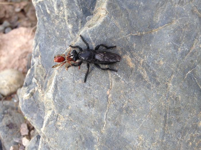 robber fly