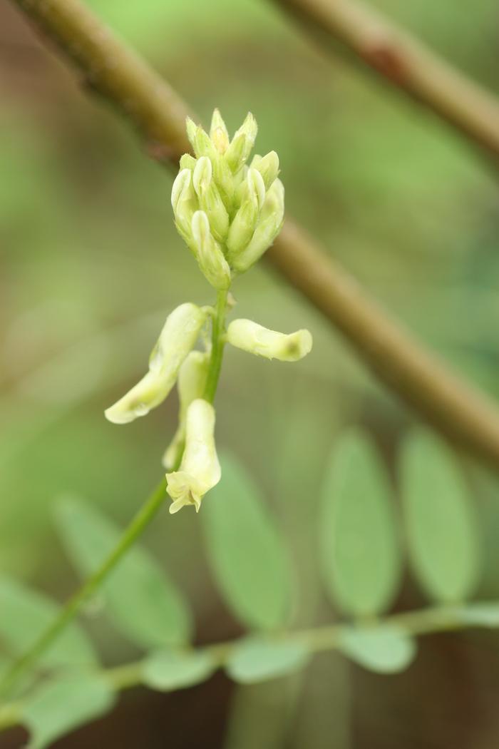 Canada Milkvetch (Astragalus canadensis)